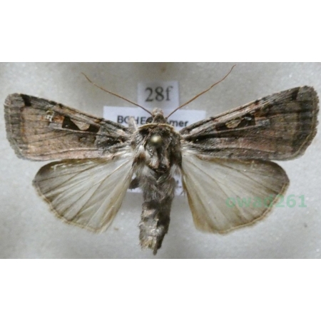 Xestia c-nigrum (Linnaeus, 1758) Rolnica panewka Czech28f